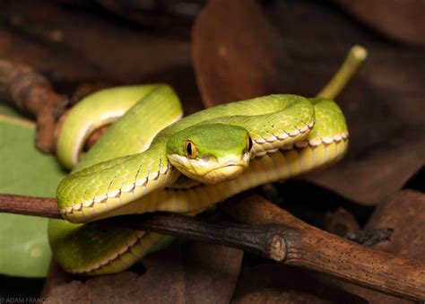 香港眼鏡蛇|眼鏡王蛇/過山烏 — HongKongSnakeID.com